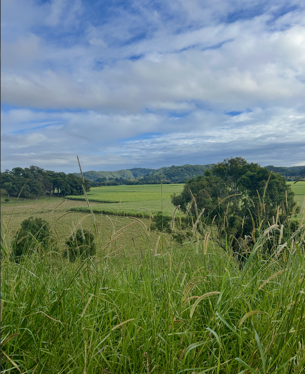 Rolling green fields and grasses at Ladybird Farm under a bright blue, cloud-streaked sky